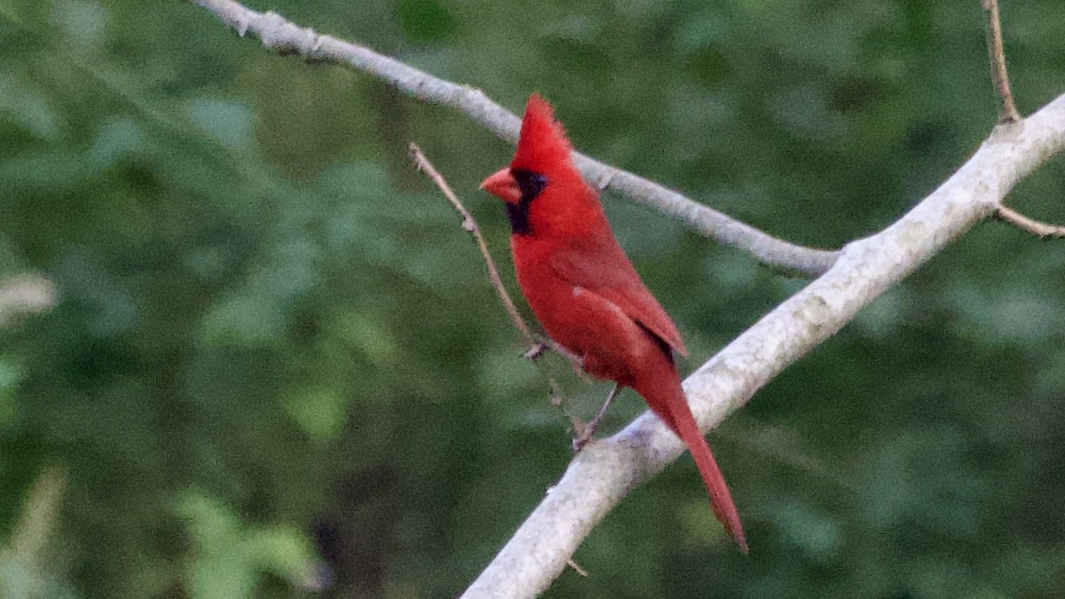 Cardinal rouge - ML619442186