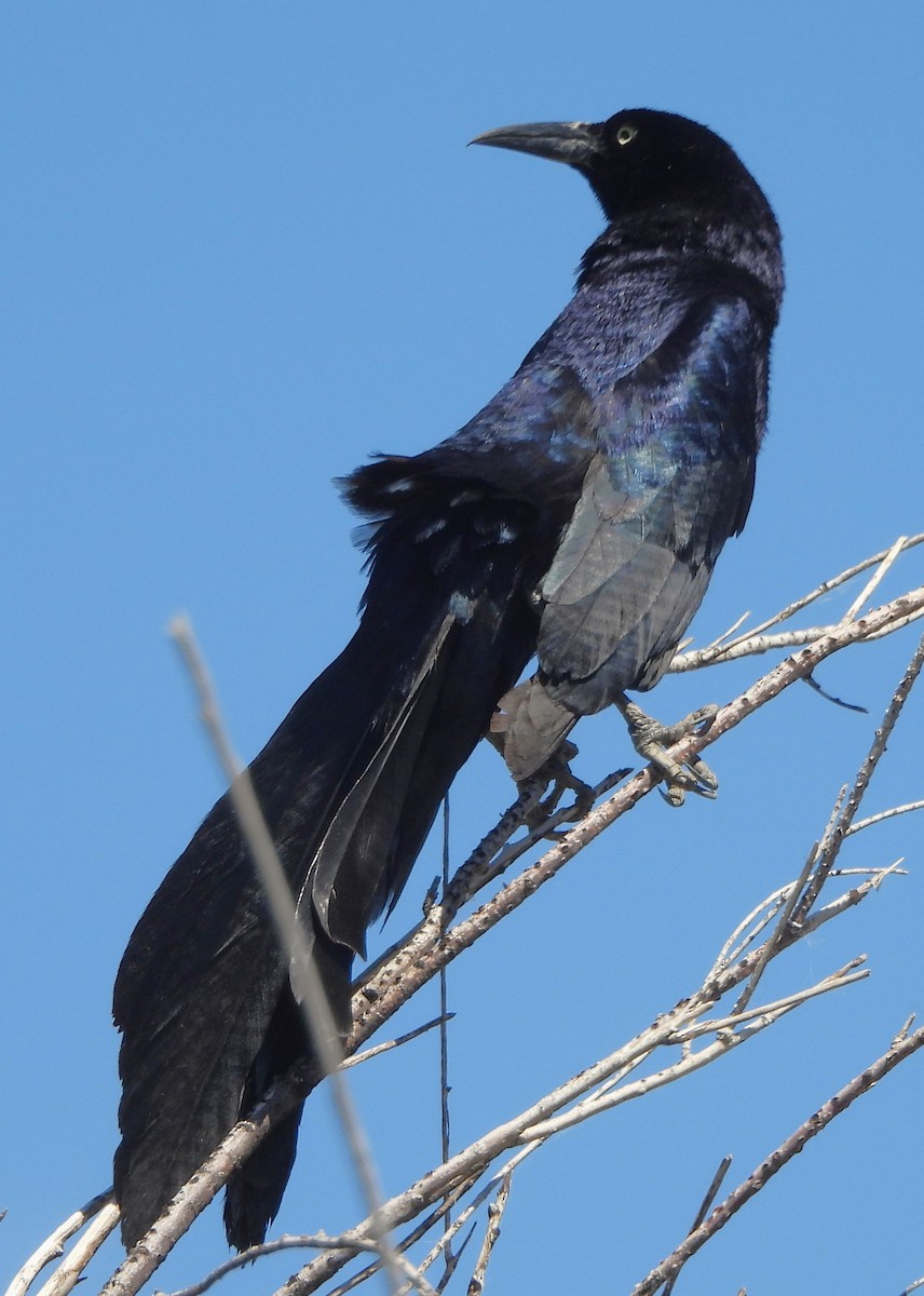 Great-tailed Grackle - ML619442195