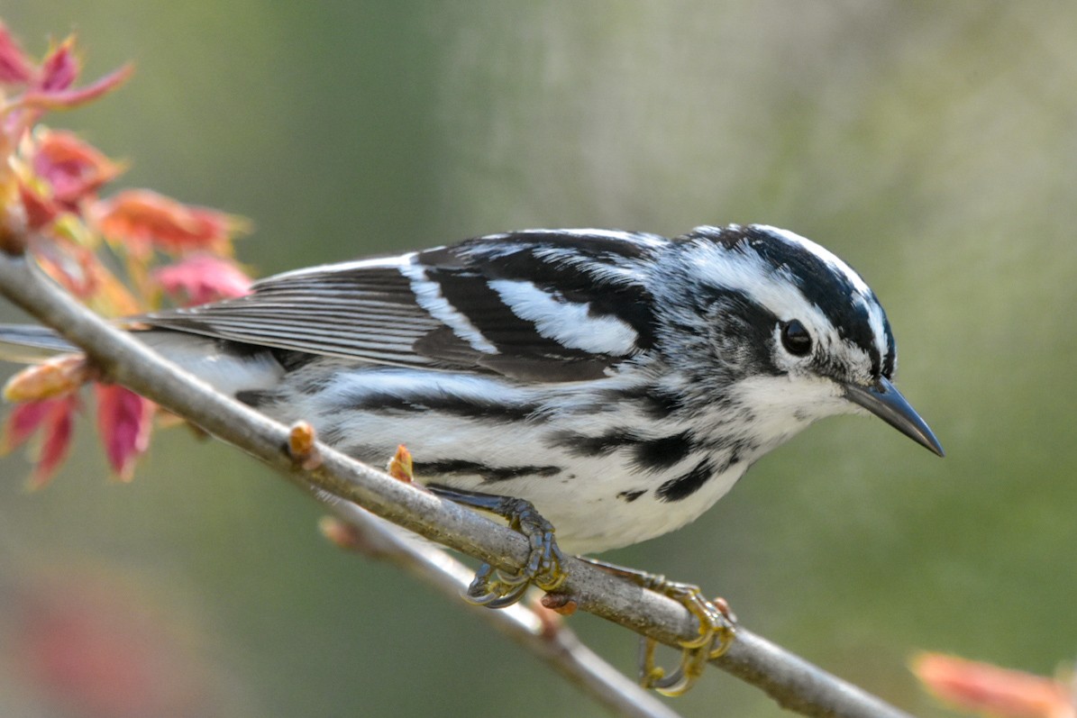 Black-and-white Warbler - ML619442207