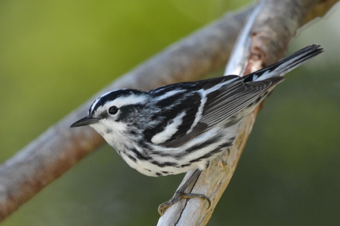 Black-and-white Warbler - ML619442208