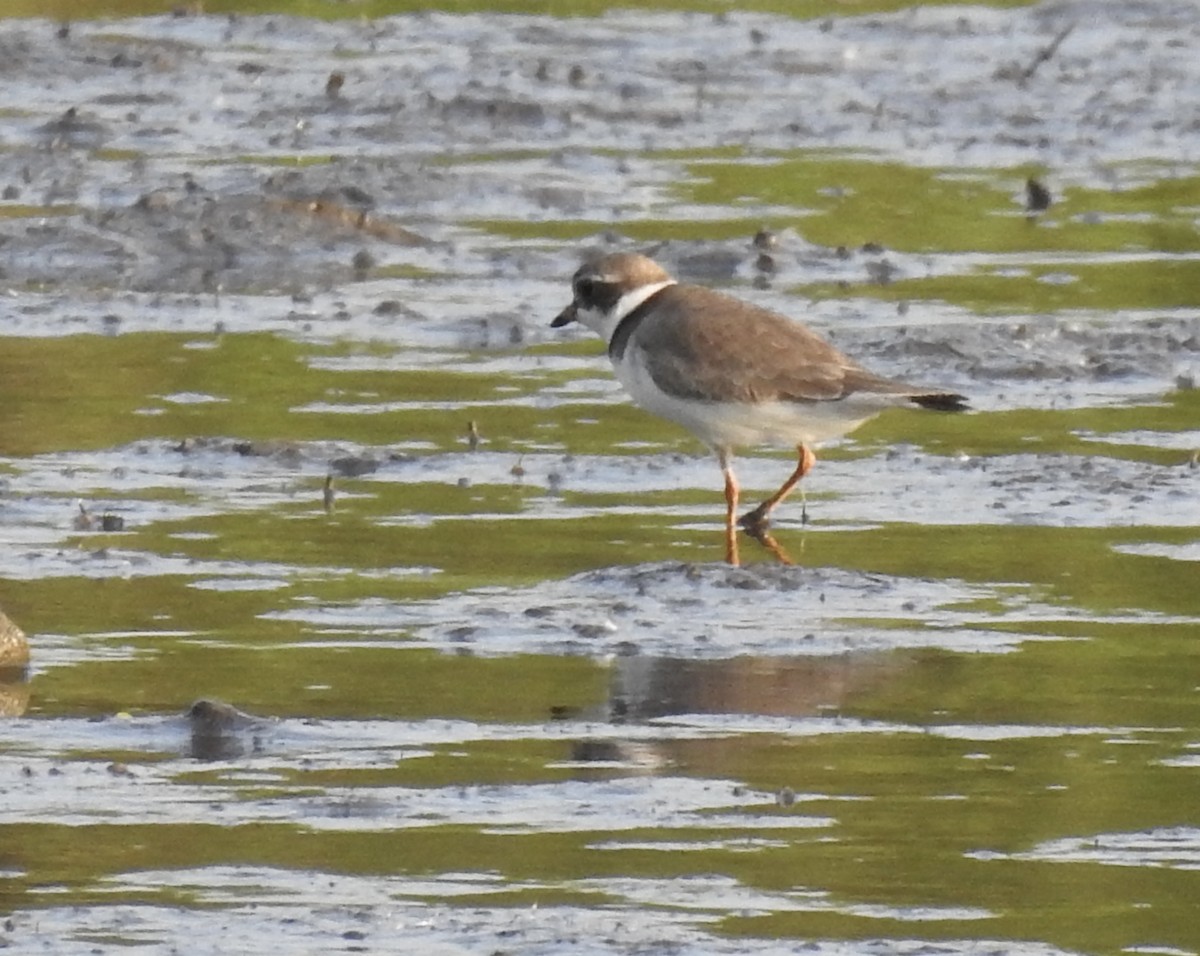 Semipalmated Plover - ML619442223