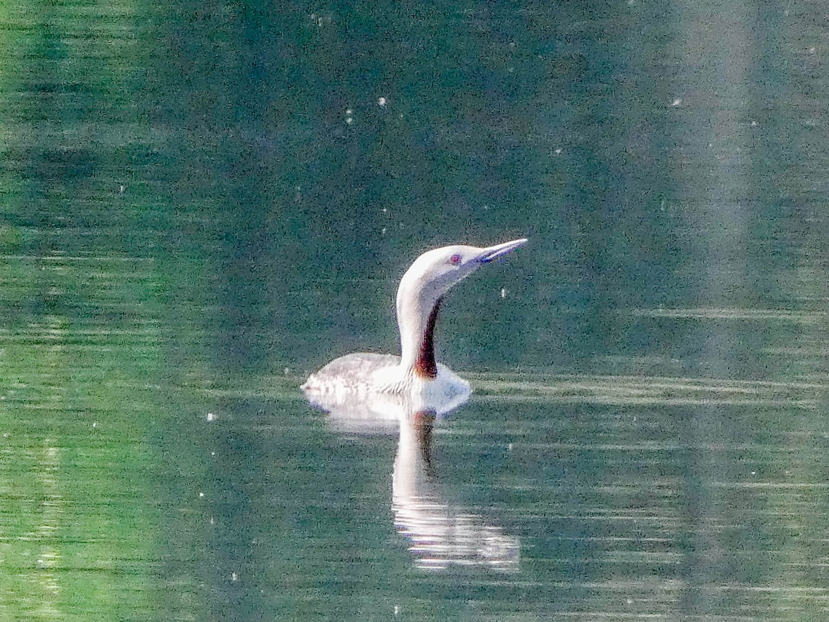Red-throated Loon - ML619442225