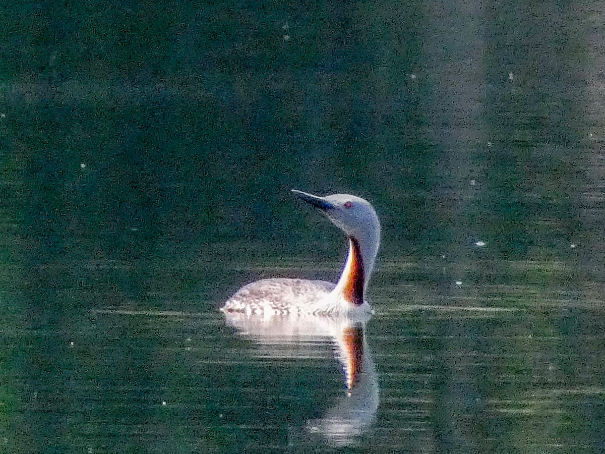Red-throated Loon - ML619442227