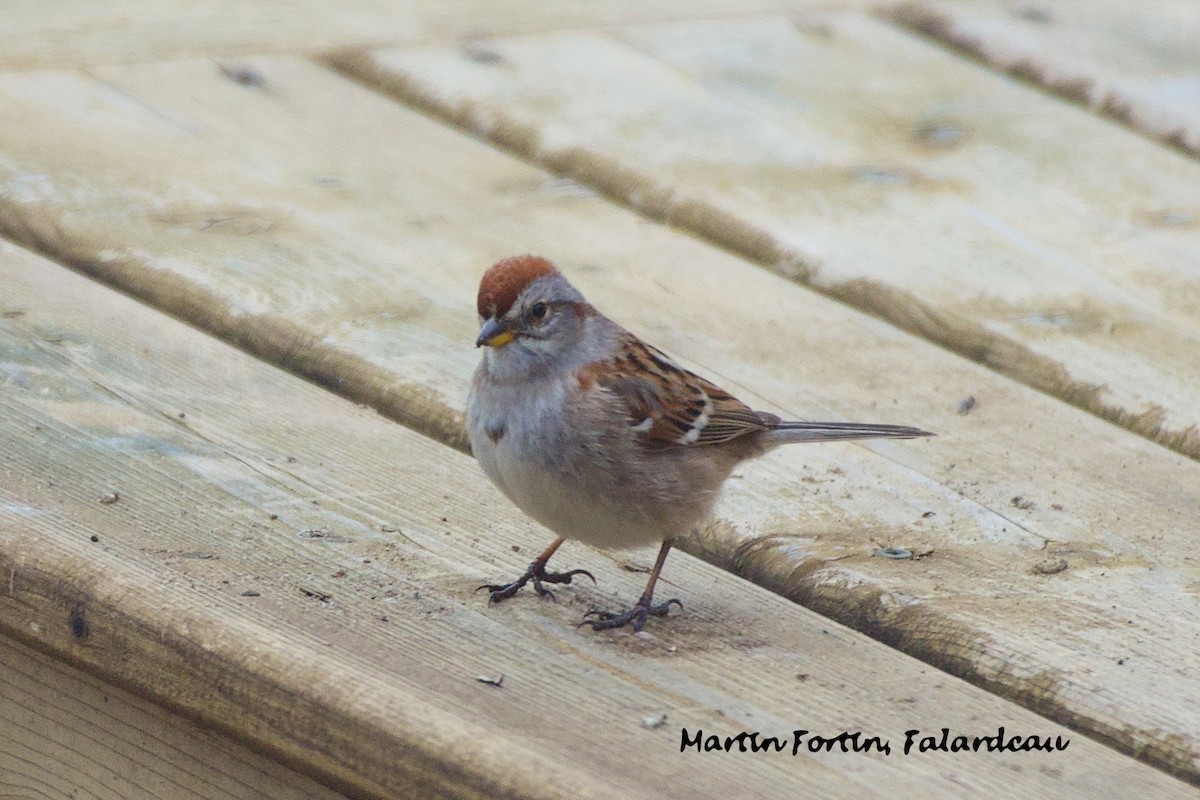 Chipping Sparrow - ML619442231