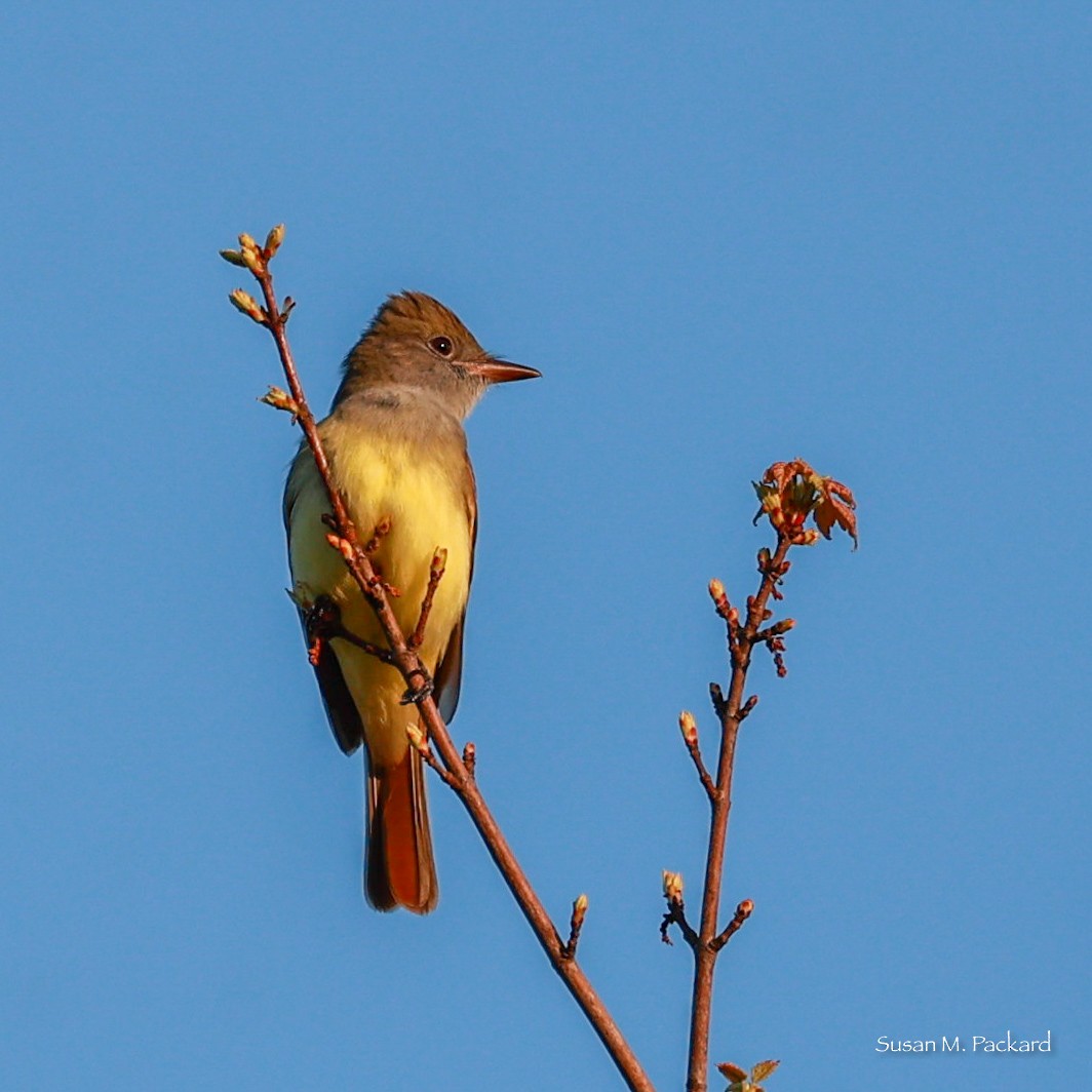 Great Crested Flycatcher - ML619442239