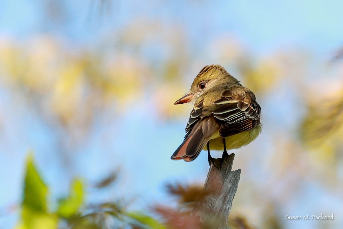 Great Crested Flycatcher - ML619442240