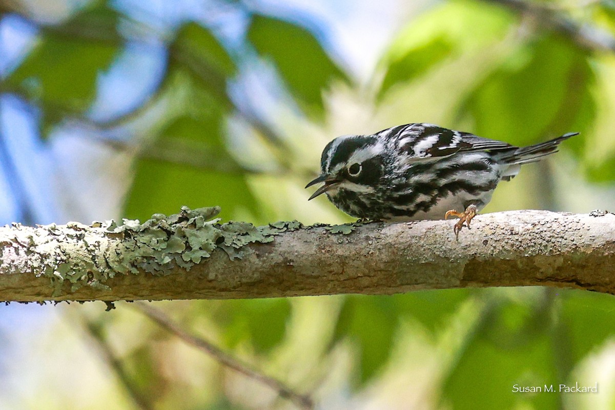 Black-and-white Warbler - ML619442254