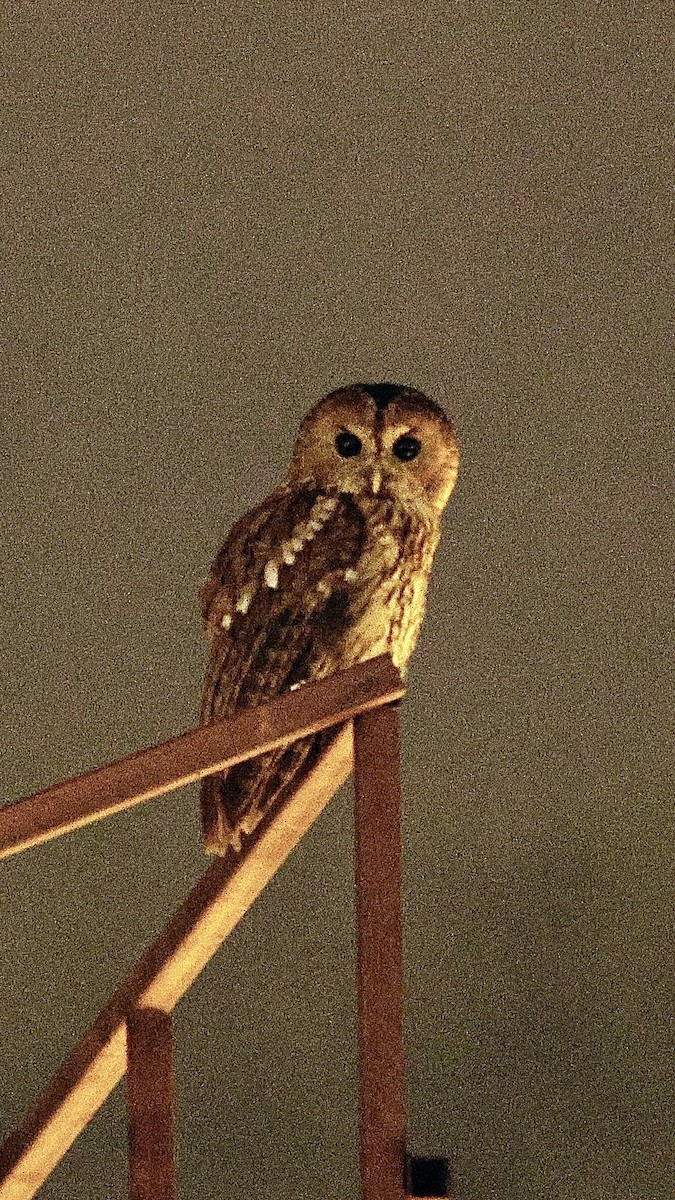 Tawny Owl - ML619442279