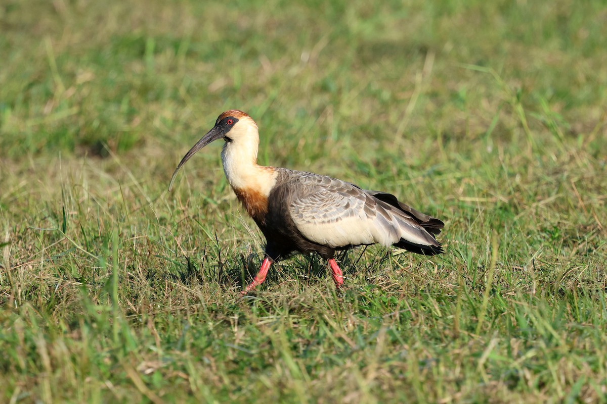 ibis bělokřídlý - ML619442285