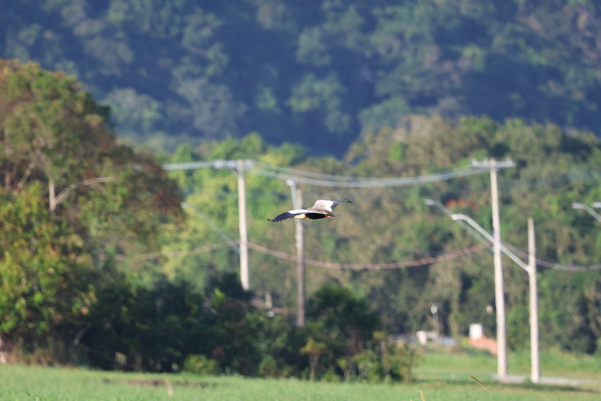 ibis bělokřídlý - ML619442288