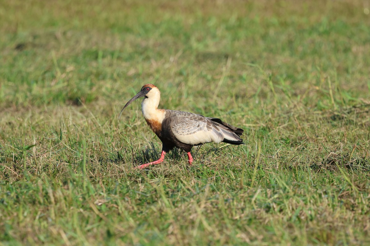 ibis bělokřídlý - ML619442289