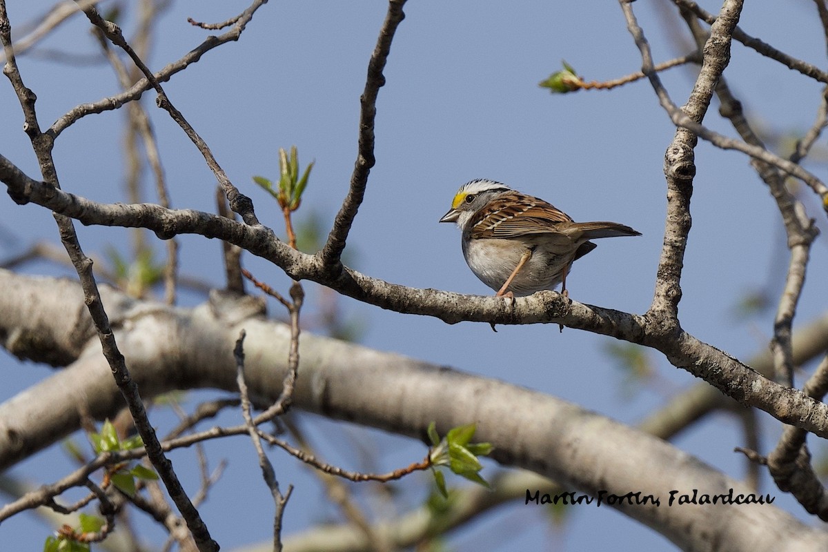 White-throated Sparrow - ML619442290