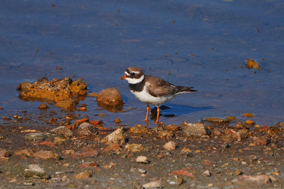 Common Ringed Plover - ML619442293