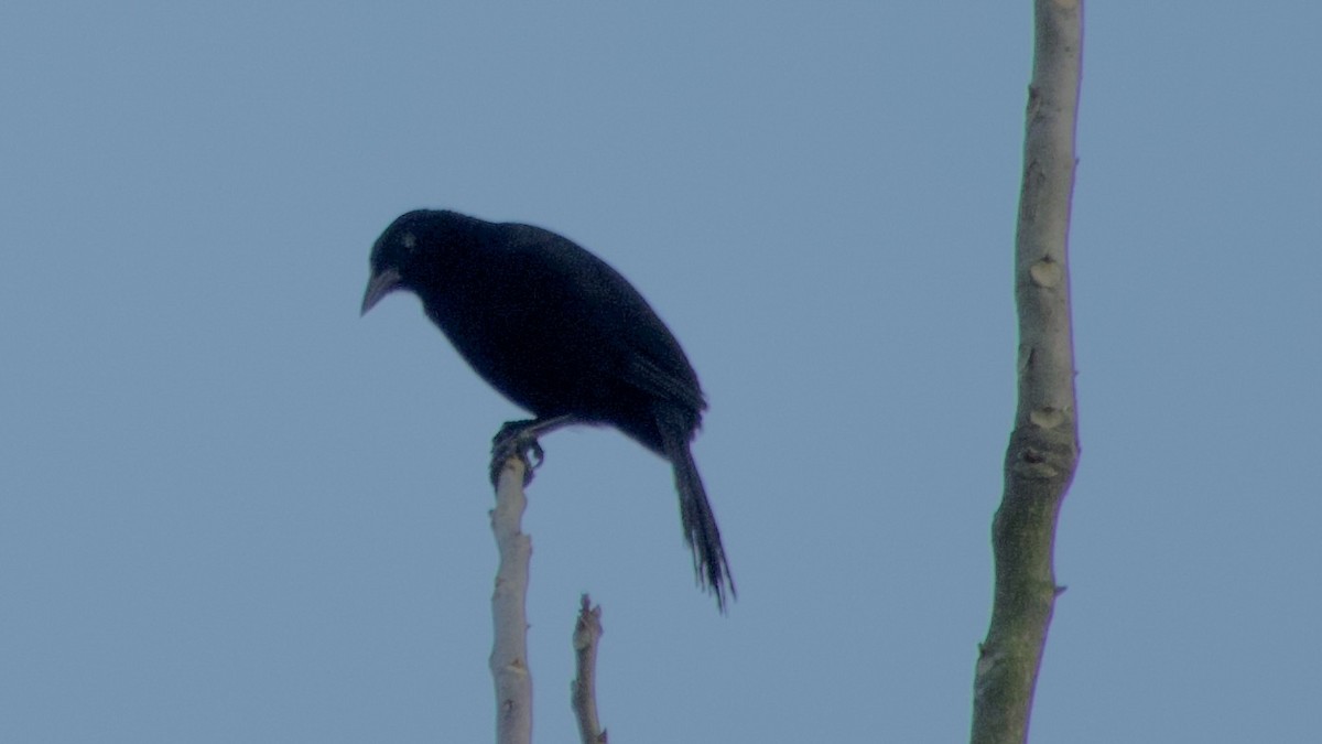 Melodious Blackbird - ML619442302