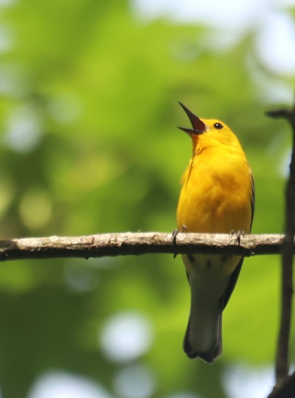 Prothonotary Warbler - ML619442308