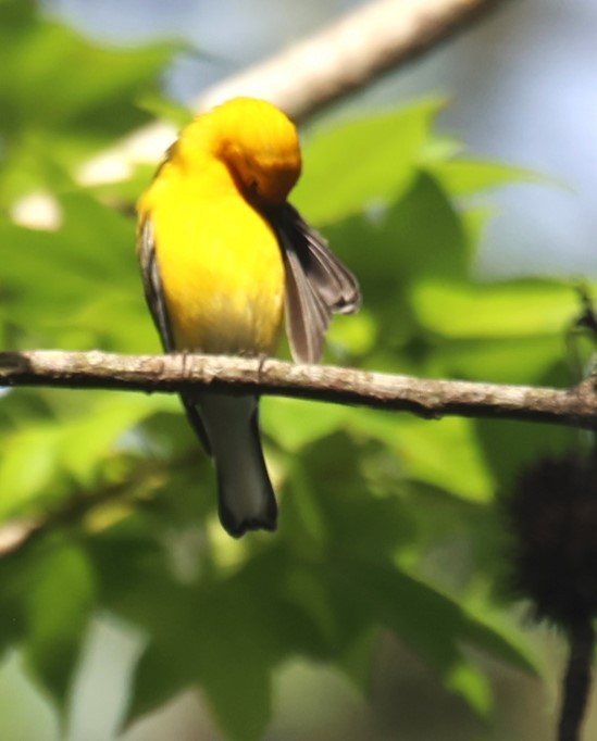 Prothonotary Warbler - ML619442309