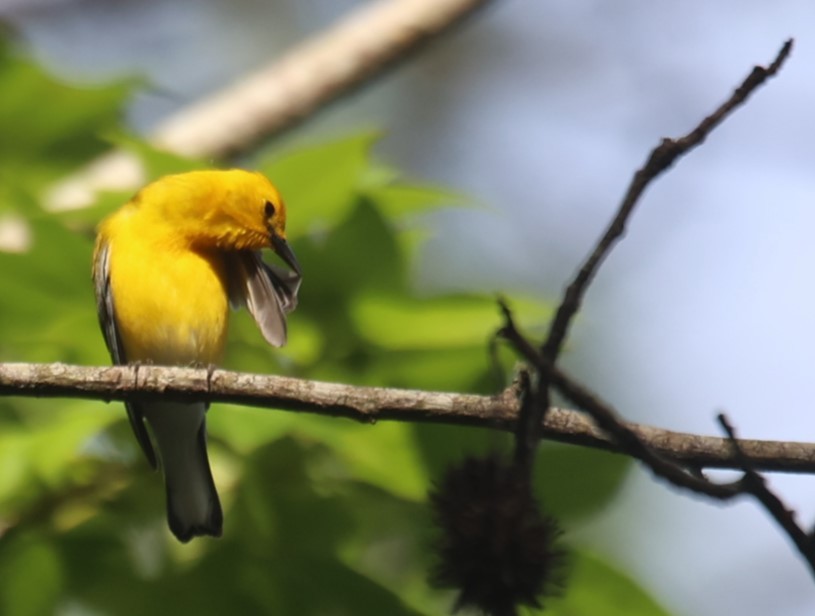 Prothonotary Warbler - ML619442310