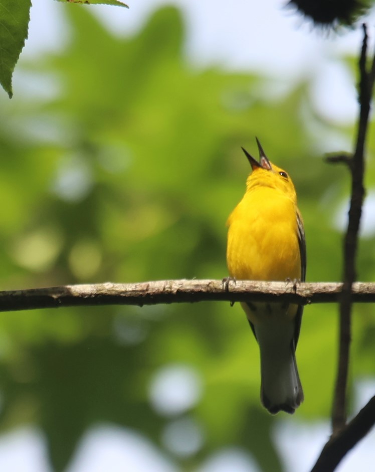 Prothonotary Warbler - ML619442311