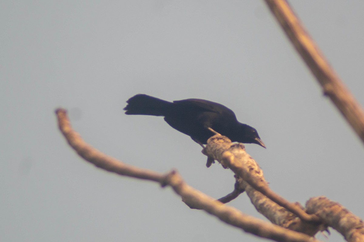 Melodious Blackbird - ML619442319