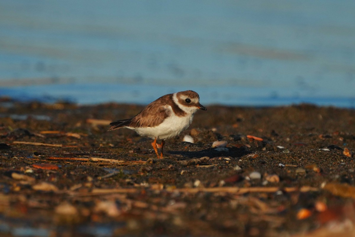 Common Ringed Plover - ML619442345