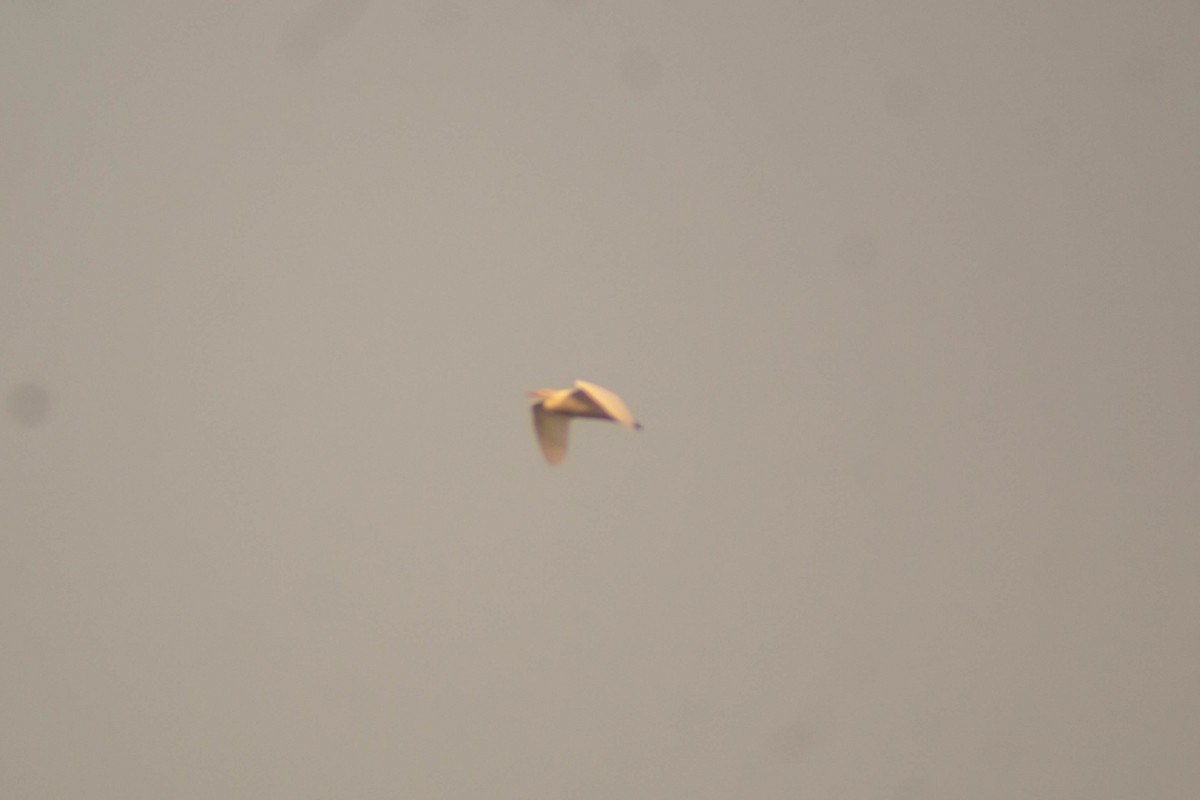 Чапля єгипетська (підвид ibis) - ML619442357