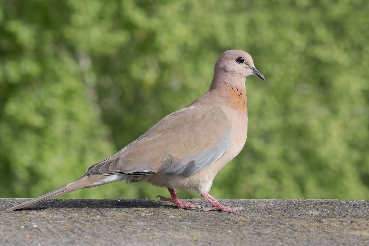 Laughing Dove - ML619442360