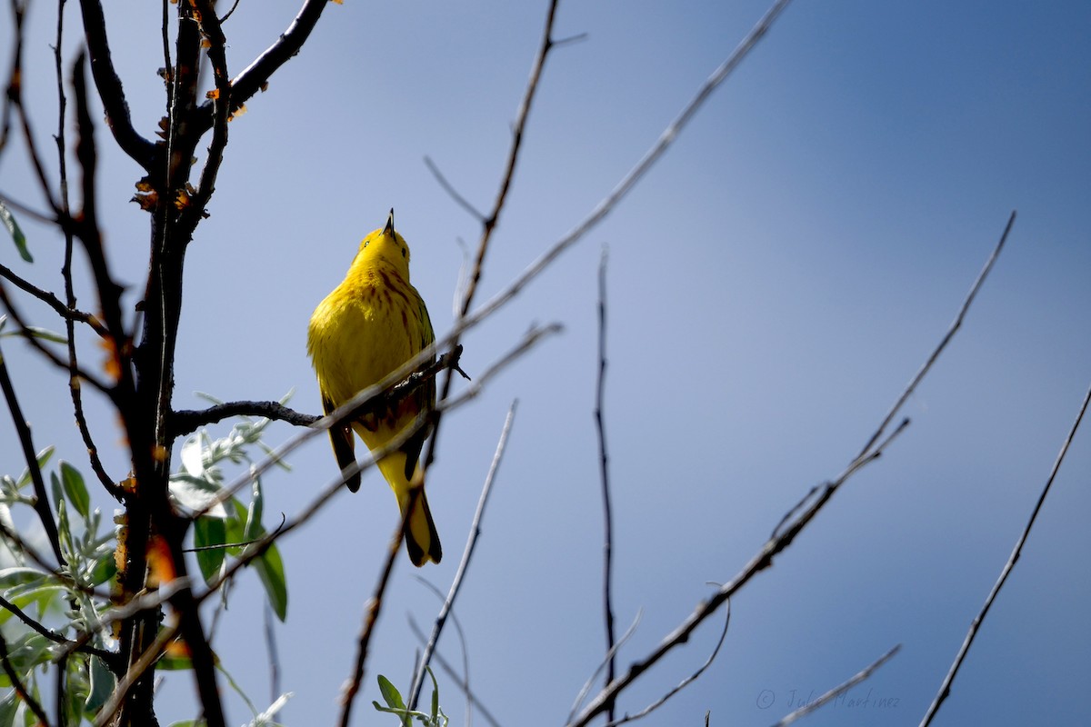 Yellow Warbler - ML619442405