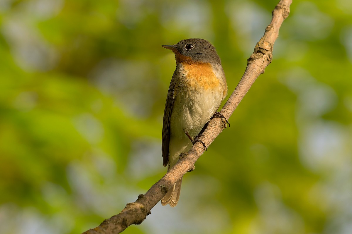 Red-breasted Flycatcher - ML619442407