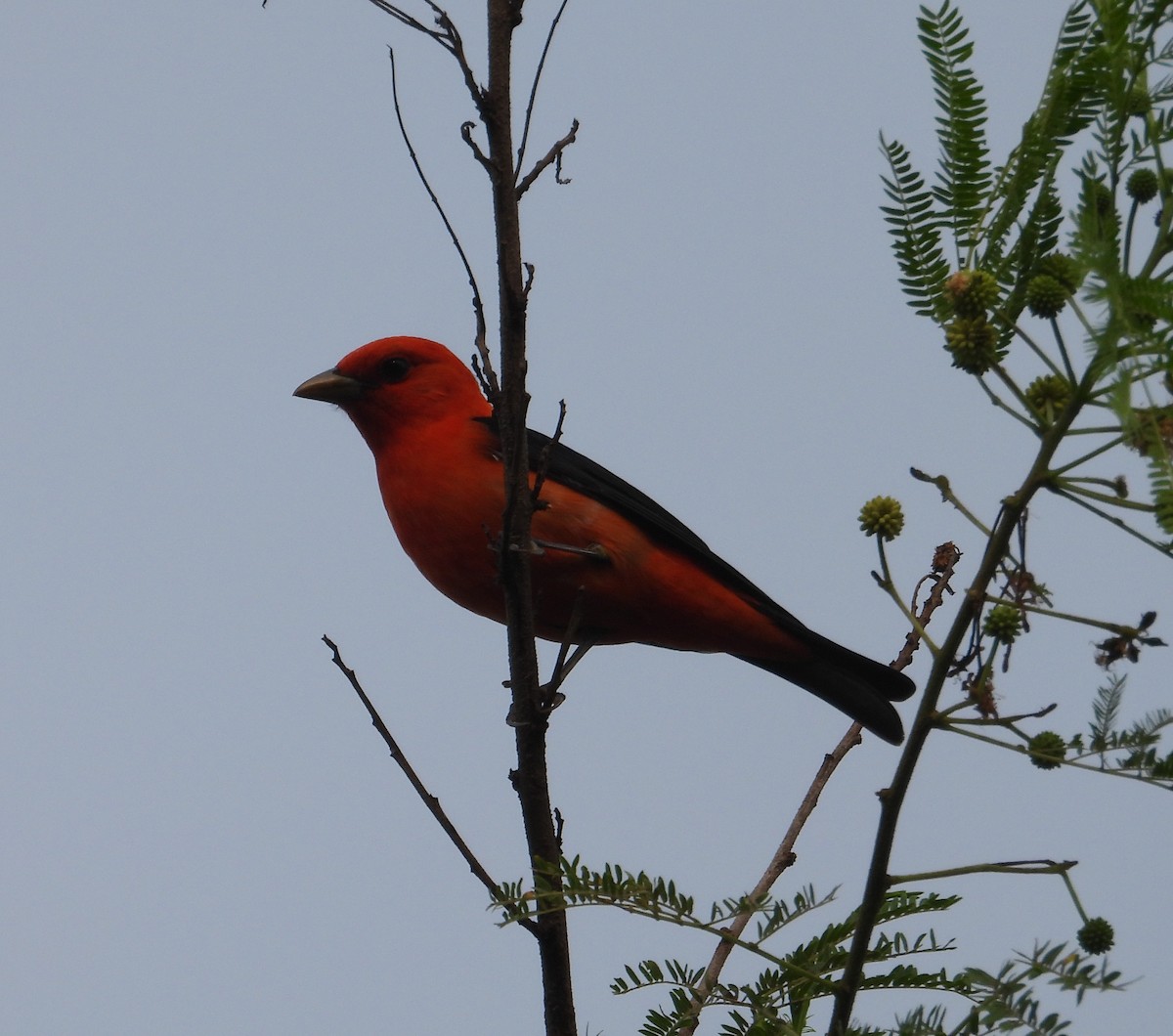 Scarlet Tanager - ML619442443