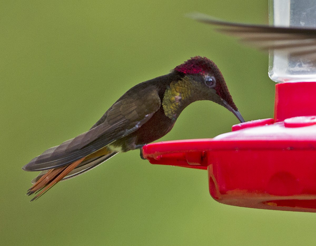 kolibřík červenohlavý - ML619442459