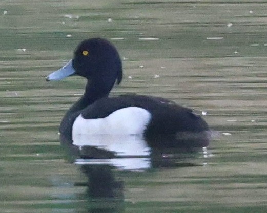 Tufted Duck - ML619442461