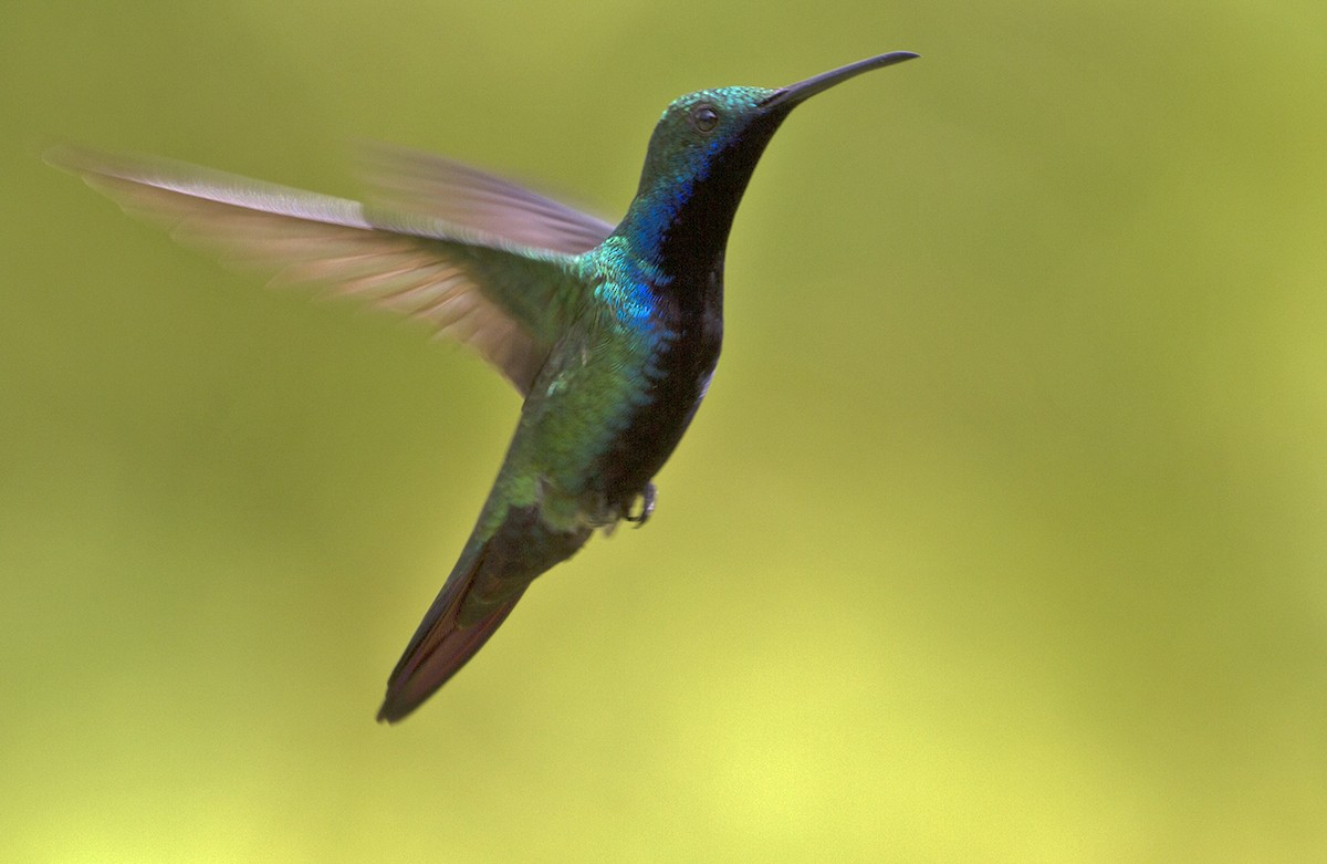 kolibřík tropický - ML619442464