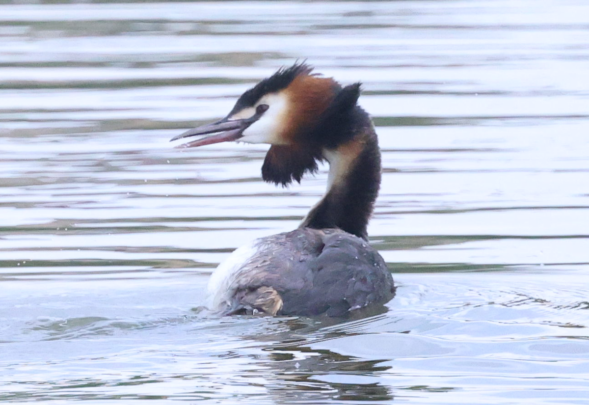 Great Crested Grebe - ML619442466