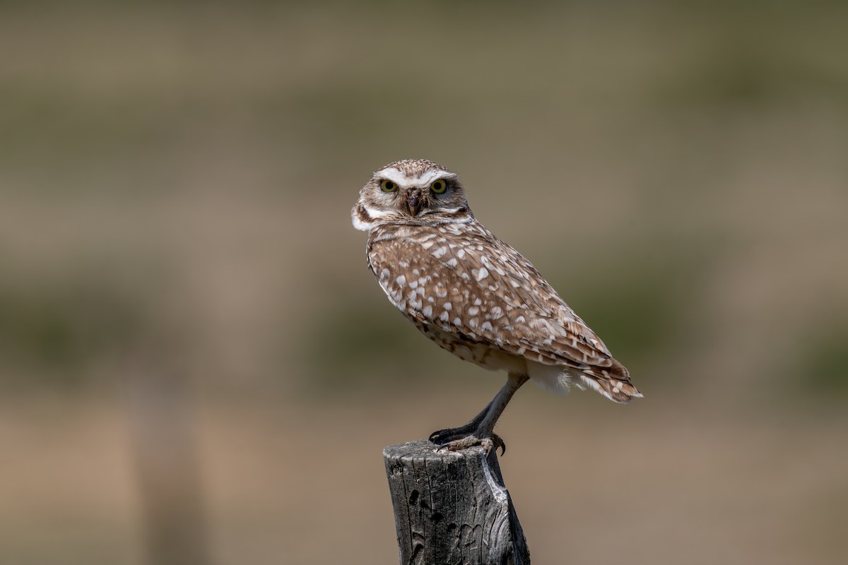 Burrowing Owl - ML619442473
