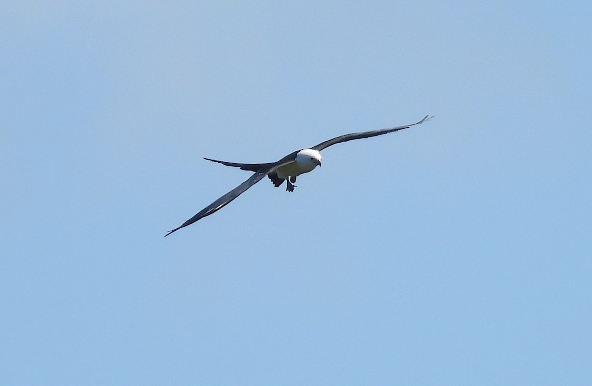 Swallow-tailed Kite - ML619442497