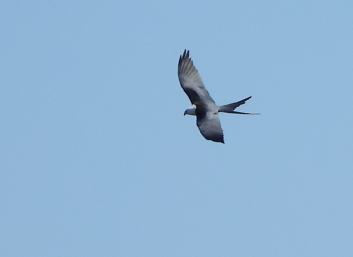 Swallow-tailed Kite - ML619442501