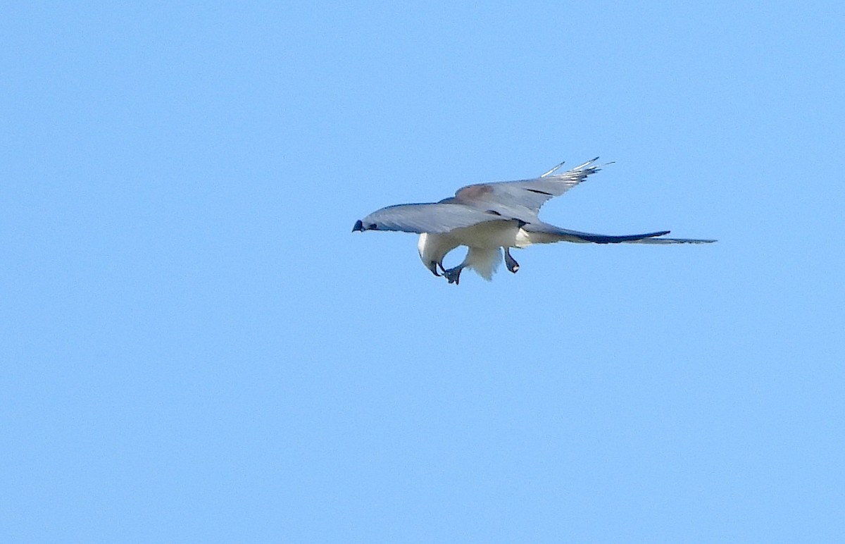 Swallow-tailed Kite - ML619442508