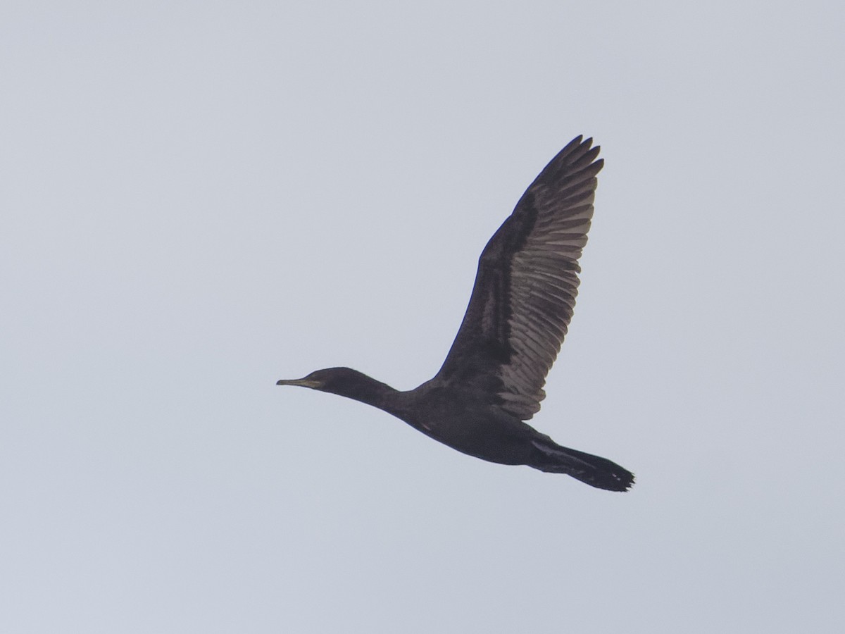 Little Black Cormorant - ML619442546