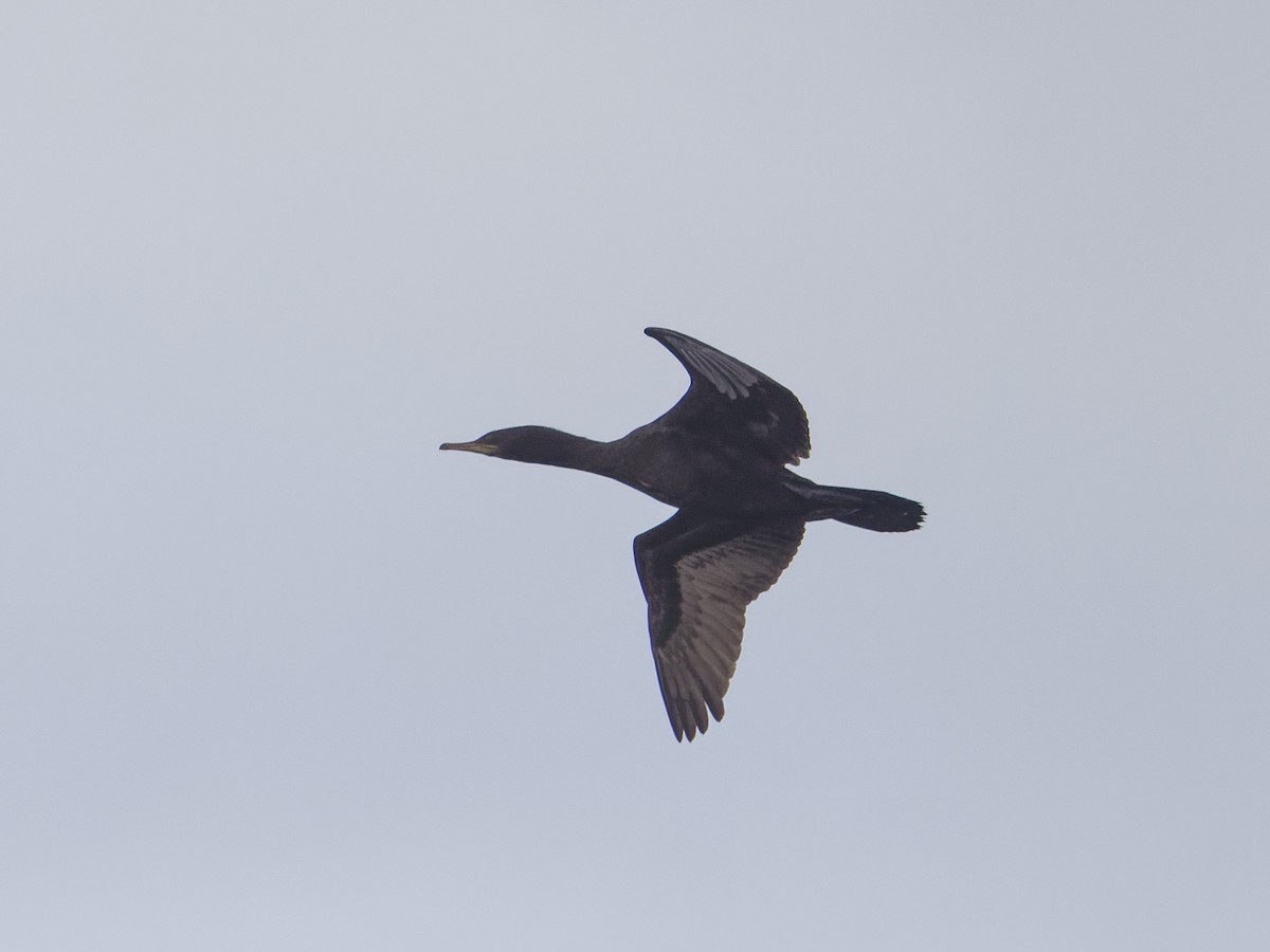Little Black Cormorant - ML619442547