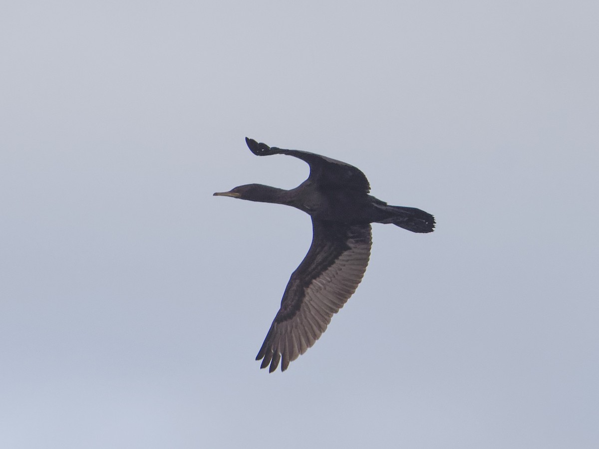 Little Black Cormorant - ML619442548