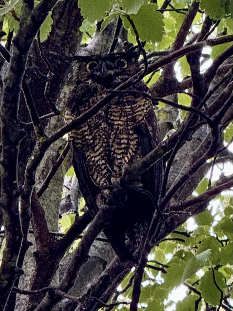 Great Horned Owl - ML619442599