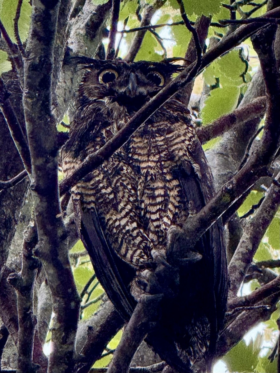 Great Horned Owl - ML619442600