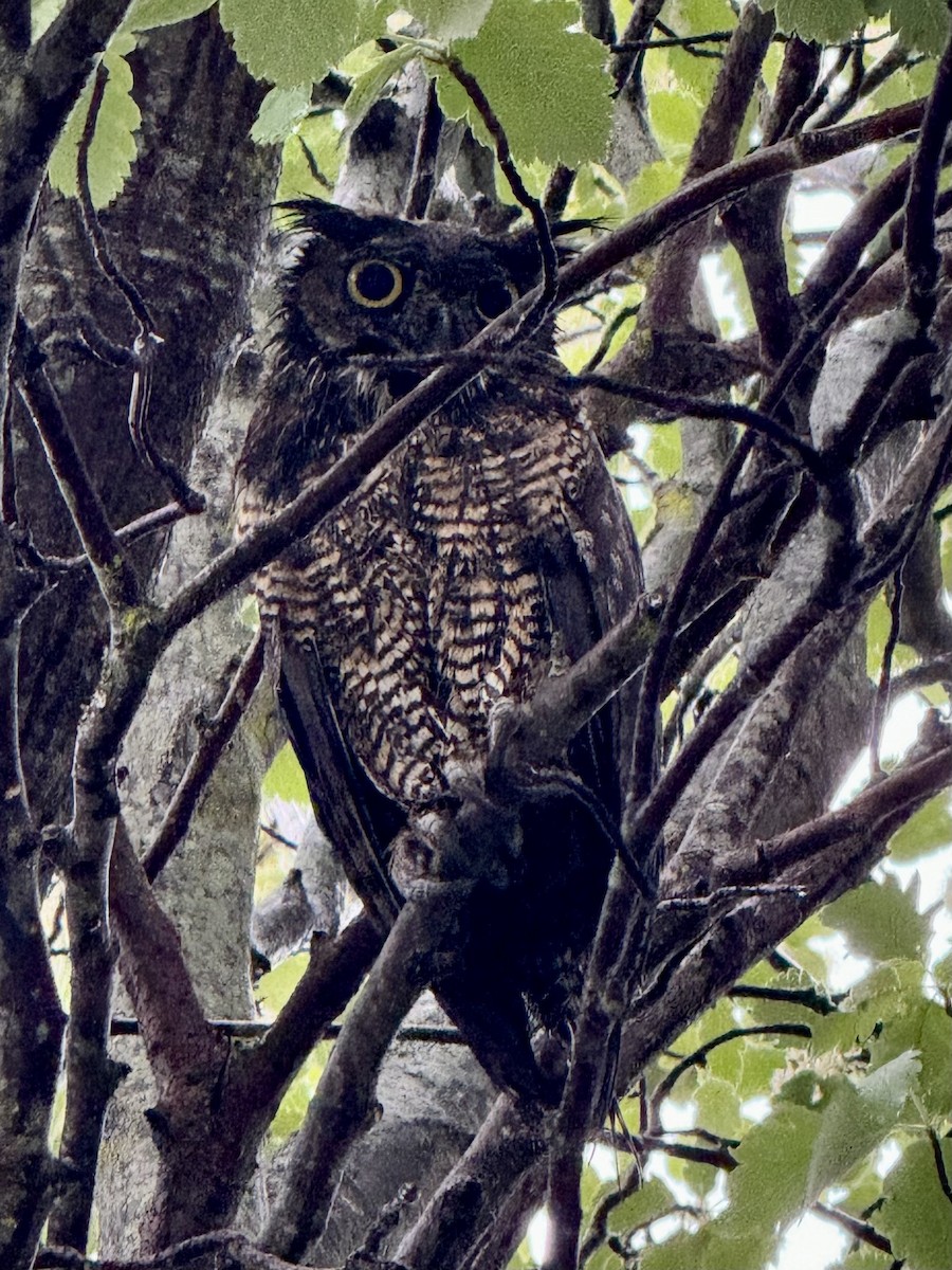 Great Horned Owl - ML619442601