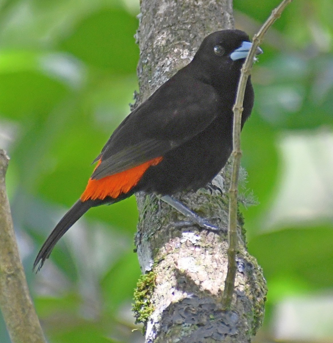 Scarlet-rumped Tanager - ML619442611