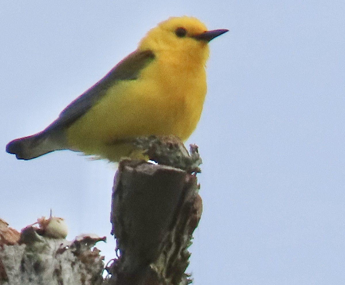 Prothonotary Warbler - ML619442613