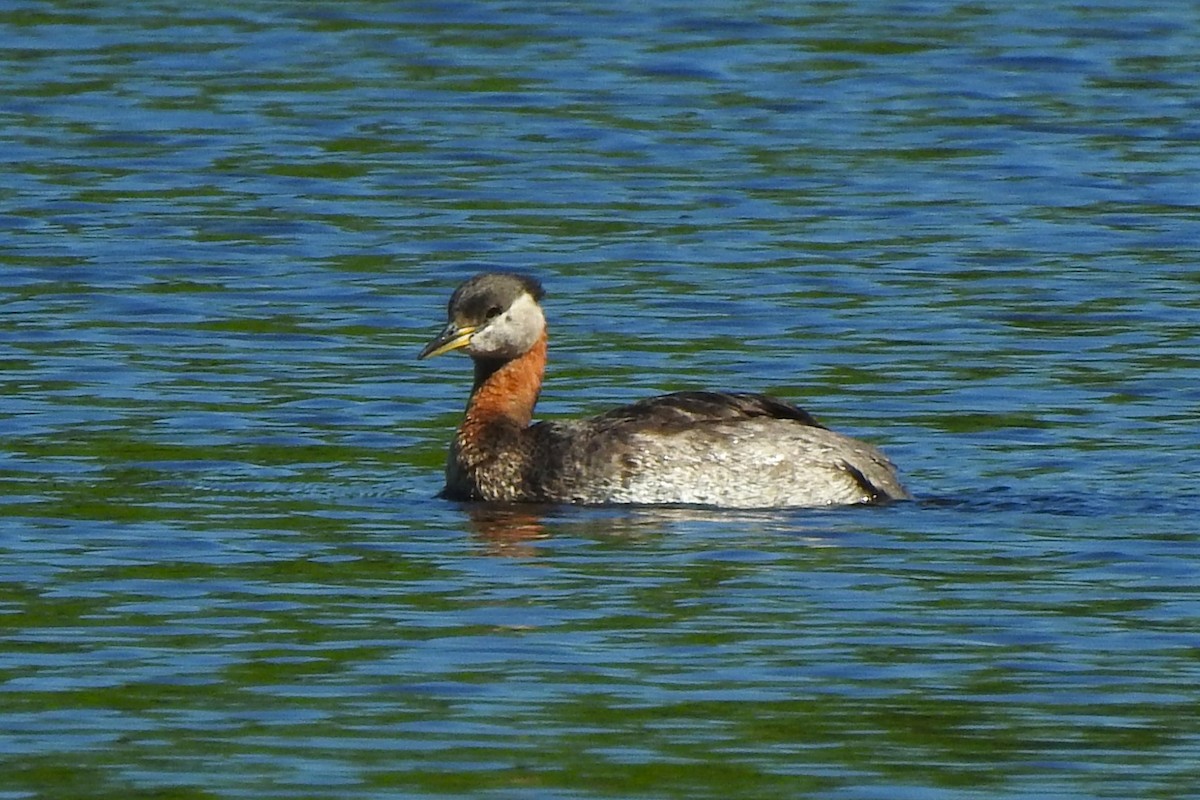 Red-necked Grebe - ML619442617