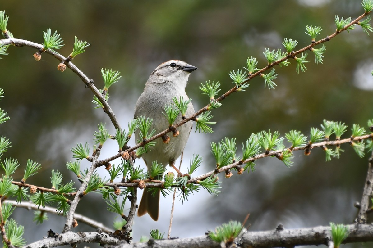 Chipping Sparrow - ML619442628