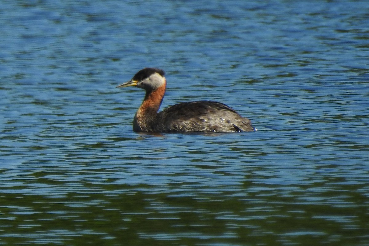 Red-necked Grebe - ML619442633