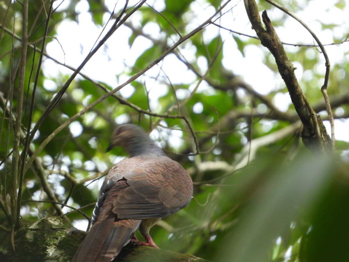 Barred Cuckoo-Dove - ML619442681