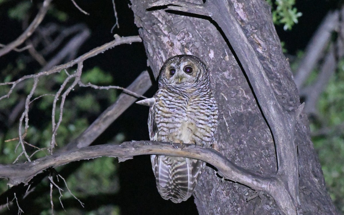 Rufous-legged Owl - ML619442689
